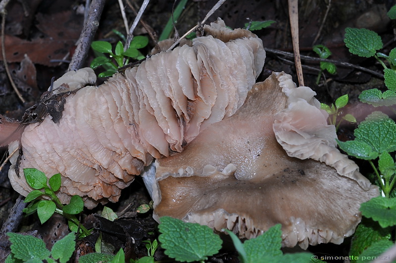 Entoloma saundersii var. hiemale